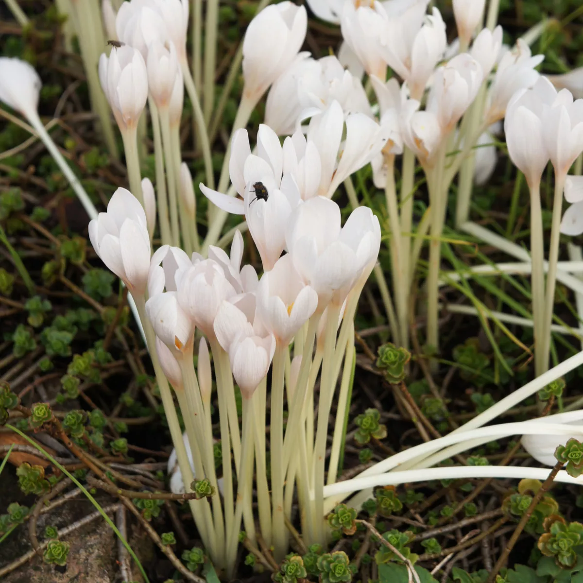 Ocun Podzimni Bily Colchicum Autumnale Album Prodej Podzimnich Cibulovin